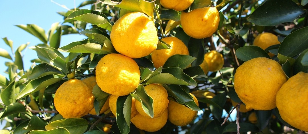 Yuzu - aromatičen križanec med limono in sladko pomarančo